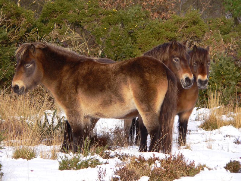 ExmoorponyPose